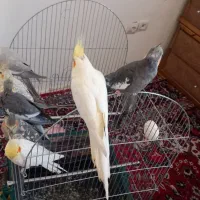 فروشی|لباس|سهند, |دیوار