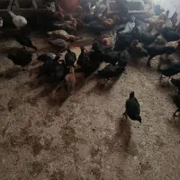 جوجه مرغ و خروس محلی پا سیاه  اصل سه ماه نیم