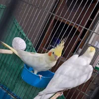 عروس هلندی لوتینو مولد