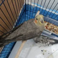 یک جفت عروس هلندی خوشگل|پرنده|اهواز, کوی سعدی|دیوار