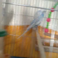 یه جفت مرغ عشق بل یک عدد پروانه ای