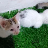 واگذاری بچه گربه|گربه|لاهیجان, کوی خزر|دیوار