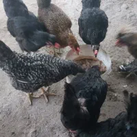 مرغ بومی|حیوانات مزرعه|کاشان, پامنار|دیوار