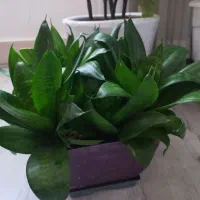 سانسوریا پاکوتاه