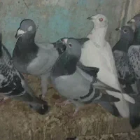 چند جفت کبوتر بفروش میرسد|پرنده|سراوان, |دیوار