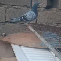 پلاکی