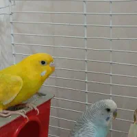 ۴ عدد مرغ عشق با قفس