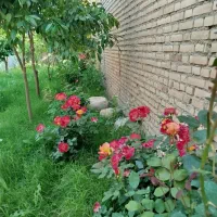 حواله ساینا