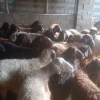 گوسفند زایده وابستن|حیوانات مزرعه|انبارآلوم, |دیوار