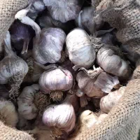 سیر برای ترشی و مصرف