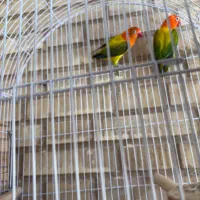 فروش جفت یووینگ گلد|پرنده|جم, |دیوار