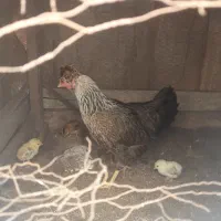 مرغ کرچ همراه ۱۲عددجوجه خروس بزرگ ونیمچه|حیوانات مزرعه|لنگرود, |دیوار