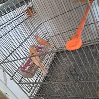 جوجه قناری ریزه خون رنگی|پرنده|قرچک, فردیس|دیوار