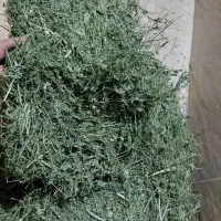 یونجه خرگوش و خوکچه