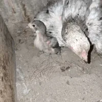 مرغ لاری|حیوانات مزرعه|ری, فیروزآباد|دیوار