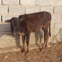 گوساله ماده|حیوانات مزرعه|طسوج, |دیوار