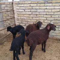 میش بره دارجوان