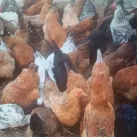 مرغ  محلی تخم گزار