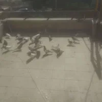 کبوتر رنگی|پرنده|خرمشهر, |دیوار