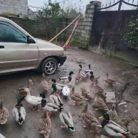 اردکهای پروازی کله سبزترین بالا|حیوانات مزرعه|رودبنه, |دیوار