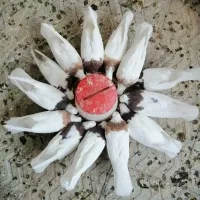 کبوتر طوقی