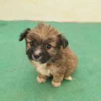 واگذاری 3توله