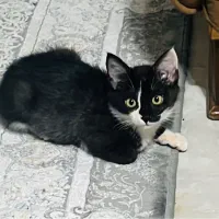 واگذاری گربه تاکسیدو|گربه|نوشهر, |دیوار