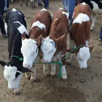 فروش انواع گاو گوساله|حیوانات مزرعه|سمنان, |دیوار