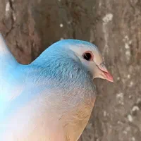 تعدادی کبوتر|پرنده|دوگنبدان, |دیوار