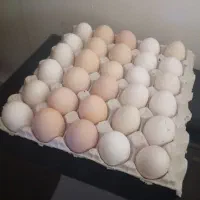 تخم مرغ محلی نطفه دار وخوراکی تازه