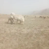 قوچ