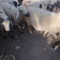 50راس میش ابس جوان قیمت دونه 15ملیون