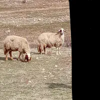 گوسفند داشتی