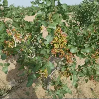 باغ-پسته