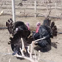 بوقلمون نر محلی