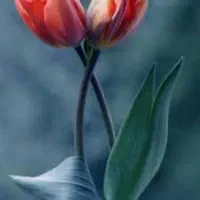 فروش سیم کارت