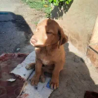 واگذاری رایگان ۳ توله سگ ماده حدودا ۳ ماهه