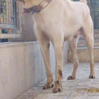 آلابای روس اصیل با ضمانتنامه|سگ|اصفهان, میرعماد|دیوار