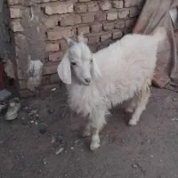 کره سانن
