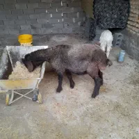 بره ماده تمیز