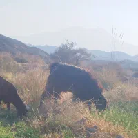 پاچن سالم سرحال|حیوانات مزرعه|زاهدان, |دیوار