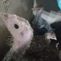 جوجه بوقلمون ۲ماه ،جوجه گلپا،همگی زیر مرغی هستند