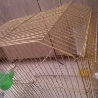 عروس قفس جفت کوتوله برزیلی رنگ آبی دستی|پرنده|مشهد, رستگار|دیوار