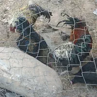 مرغ خروس