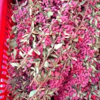 زرشک تازه|خوردنی و آشامیدنی|قم, شهرک مهدیه|دیوار