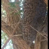 ترک کندو|حیوانات|میاندوآب, |دیوار