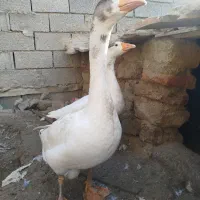 غاز|حیوانات مزرعه|گمیشان, |دیوار