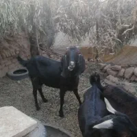 بز پاکستانی|حیوانات مزرعه|زرند, |دیوار