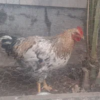 فروش دو خروس زیبا وسالم به قیمت ۵۰۰ هزارتومان|پرنده|اصفهان, سروستان|دیوار