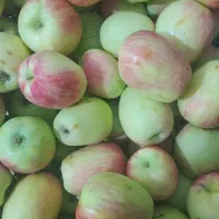 میوه شیرین حراج